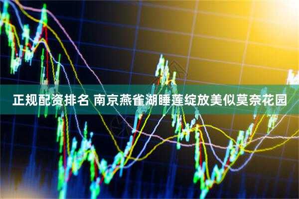 正规配资排名 南京燕雀湖睡莲绽放美似莫奈花园
